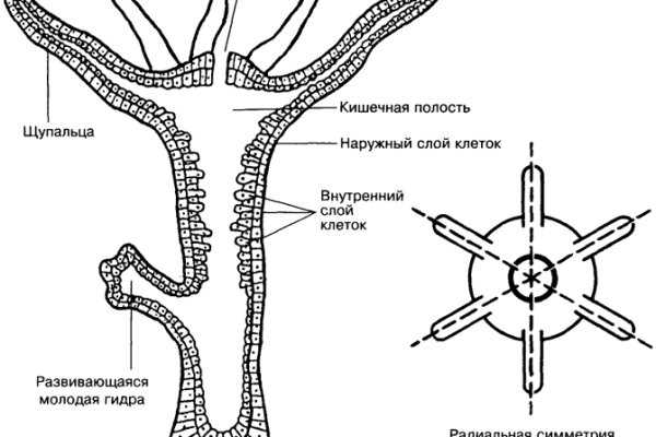 Kraken 13at сайт